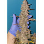 Семена каннабиса TROPICANA Cookies Auto