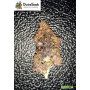 Семена конопли Divine Indica от Divine Seeds - Smartshop-smartshop.ua®