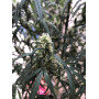 Насіння конопель CBD Angel від Divine Seeds - Smartshop-smartshop.ua®