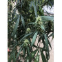 Насіння конопель CBD Angel від Divine Seeds - Smartshop-smartshop.ua®