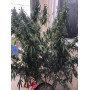 Насіння конопель CBD Angel від Divine Seeds - Smartshop-smartshop.ua®
