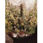 Семена конопли Divine OG Kush от Divine Seeds - Smartshop-smartshop.ua®