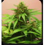 Cannabis seed variety RED DWARF AUTO®