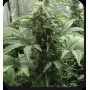 Cannabis seed variety WHITE DWARF AUTO®