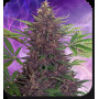 Cannabis seed variety PURPLE KUSH® feminized