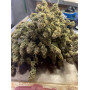 Семена конопли Black Opium от Divine Seeds - Smartshop-smartshop.ua®