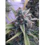 Семена конопли Black Opium от Divine Seeds - Smartshop-smartshop.ua®