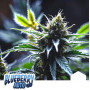 Семена конопли Auto Blueberry от Divine Seeds - Smartshop-smartshop.ua®