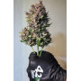 Семена каннабиса PURPLE PUNCH Auto