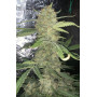 Сорт семян каннабиса Original AUTO OG KUSH