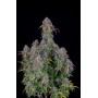 Сорт семян каннабиса Original AUTO BLUEBERRY