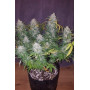 Семена каннабиса Z Auto (Zkittlez Auto)