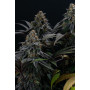 Семена каннабиса LEMON CHERRY RUNTZ ™