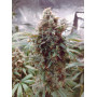 Семена конопли Kali Mist от Divine Seeds - Smartshop-smartshop.ua®