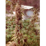 Семена конопли Kali Mist от Divine Seeds - Smartshop-smartshop.ua®
