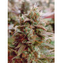 Семена конопли Kali Mist от Divine Seeds - Smartshop-smartshop.ua®