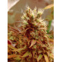 Семена конопли Kali Mist от Divine Seeds - Smartshop-smartshop.ua®