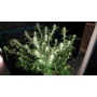Семена конопли Afghan Original от Divine Seeds - Smartshop-smartshop.ua®