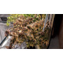 Семена конопли Afghan Original от Divine Seeds - Smartshop-smartshop.ua®