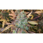 Семена конопли Afghan Original от Divine Seeds - Smartshop-smartshop.ua®