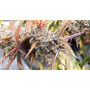 Семена конопли Afghan Original от Divine Seeds - Smartshop-smartshop.ua®