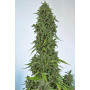 Cannabis seeds CBD LEMON POTION AUTO from Barney's Farm at Smartshop-smartshop.ua®