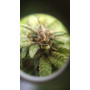 Семена конопли Amnesia XL от Divine Seeds - Smartshop-smartshop.ua®