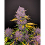 Семена каннабиса PURPLE LEMONADE Auto