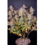 Семена каннабиса PURPLE PUNCH Auto