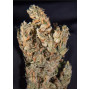 Семена конопли Auto Mango Feminised Silver от Error Seeds - Smartshop-smartshop.ua®