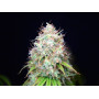 Семена конопли Green Gelato от Marley Seedbank - Smartshop-smartshop.ua®