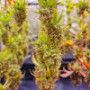 Семена конопли Green Gelato от Marley Seedbank - Smartshop-smartshop.ua®