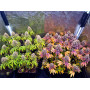 Семена конопли Green Gelato от Marley Seedbank - Smartshop-smartshop.ua®