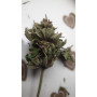 Семена конопли Amnesia XL от Divine Seeds - Smartshop-smartshop.ua®