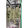 Семена каннабиса TROPICANA Cookies Auto