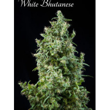 White Bhutanese