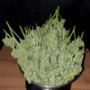 Семена каннабиса Wedding CHEESECAKE Auto