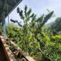 Семена конопли Amnesia XL от Divine Seeds - Smartshop-smartshop.ua®