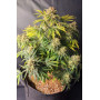Сорт семян каннабиса Original AUTO SKUNK