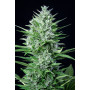 Cannabis seed variety WHITE WIDOW Auto