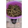 Семена конопли Amnesia XL от Divine Seeds - Smartshop-smartshop.ua®