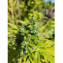Семена конопли Amnesia XL от Divine Seeds - Smartshop-smartshop.ua®