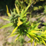 Семена конопли Amnesia XL от Divine Seeds - Smartshop-smartshop.ua®
