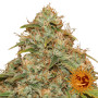 Cannabis seeds CBD LEMON POTION AUTO from Barney's Farm at Smartshop-smartshop.ua®