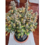 Сорт семян каннабиса Original AUTO OG KUSH