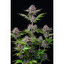 Семена каннабиса PURPLE PUNCH Auto
