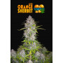 Семена каннабиса ORANGE SHERBET Auto