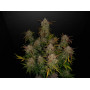 Семена каннабиса LEMON AK Auto
