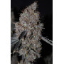 Насіння канабісу Purple LEMONADE FF