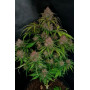 Семена каннабиса GORILLA PUNCH Auto